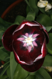Tulipa 'Queen of Night' RCP4-2015 266.JPG